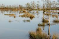 3770 Triaize - Le marais inondé. Marais poitevin 