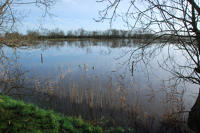 3771 Triaize - Le marais inondé. Marais poitevin 