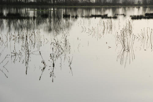 Triaize - Le marais inondé. Marais poitevin