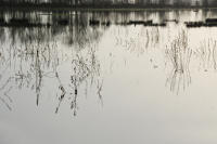 3772 Triaize - Le marais inondé. Marais poitevin 