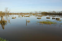 3778 Triaize - Le marais inondé. Marais poitevin 
