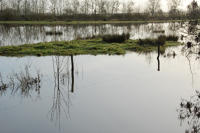 3782 Triaize - Le marais inondé. Marais poitevin 