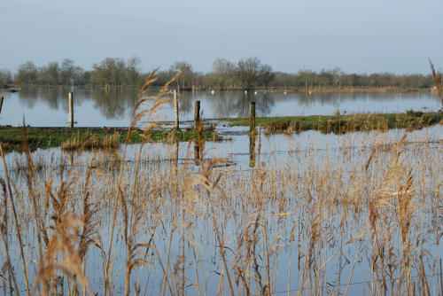 Triaize - Le marais inondé. Marais poitevin