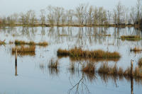 3786 Triaize - Le marais inondé. Marais poitevin 
