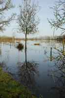 3787 Triaize - Le marais inondé. Marais poitevin 