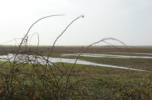 Moreilles - Parcelle agricole inondée. Marais poitevin