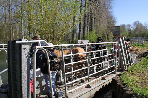 Sansais - Transport des animaux en chaland-bétaillère. Marais poitevin