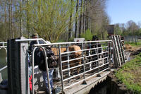 4465 Sansais - Transport des animaux en chaland-bétaillère. Marais poitevin 