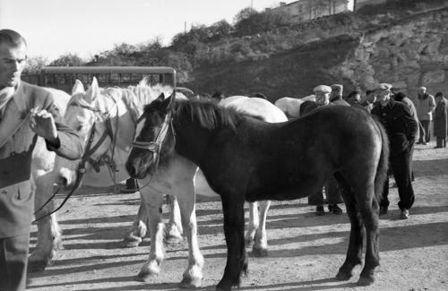Benet - Foire aux chevaux. Marais poitevin