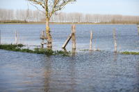 4564 Le Gué-d'Alleré - Le marais communal inondé. Marais poitevin 