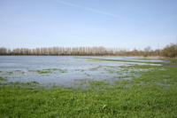 4566 Nuaillé-d'Aunis - Le marais communal inondé. Marais poitevin 