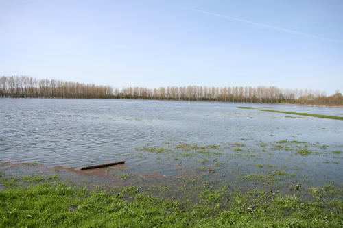 Nuaillé-d'Aunis - Le marais communal inondé. Marais poitevin