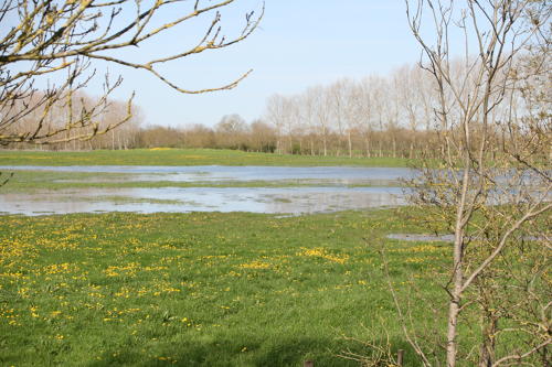 Saint-Sauveur-d'Aunis - Le marais communal inondé. Marais poitevin