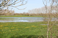 4569 Saint-Sauveur-d'Aunis - Le marais communal inondé. Marais poitevin 