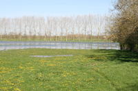 4570 Saint-Sauveur-d'Aunis - Le marais communal inondé. Marais poitevin 
