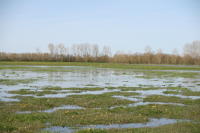 4574 Saint-Sauveur-d'Aunis - Le marais communal inondé. Marais poitevin 
