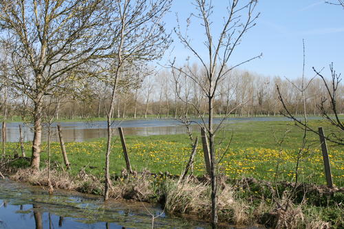 Saint-Sauveur-d'Aunis - Le marais communal inondé. Marais poitevin