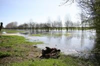 4577 Saint-Sauveur-d'Aunis - Le marais communal inondé. Marais poitevin 