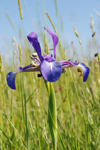 Iris maritime - Marais poitevin