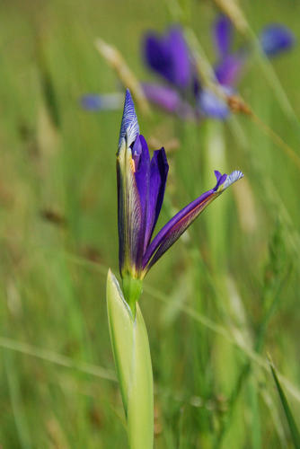 Iris maritime - Marais poitevin