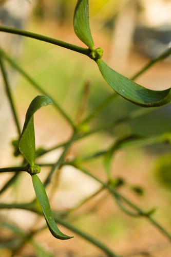 Le Gui, une plante hémiparasite