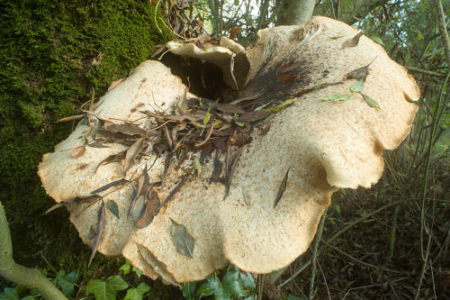 Polypore écailleux sur un frêne