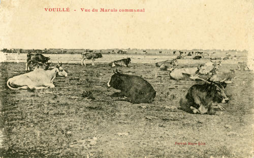 Vouillé-les-Marais - Vue du marais communal. Marais poitevin
