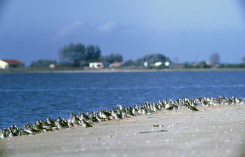 La Faute-sur-Mer - Limicoles posés sur une plage de la Pointe-d'Arçay