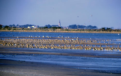 La Faute-sur-Mer - Limicoles posés sur le sable à la Pointe-d'Arçay
