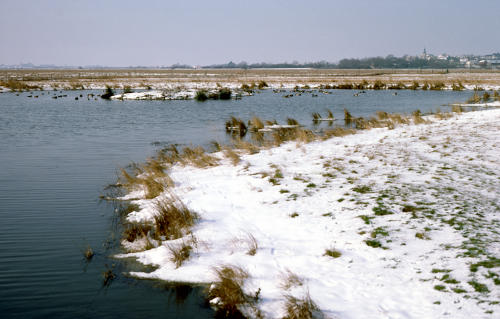 Saint-Denis-du-Payré - La réserve nationale Michel Brosselin en hiver