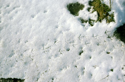 Saint-Denis-du-Payré - Empreintes d'oiseau dans la neige, Réserve nationale Michel Brosselin