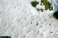 5481 Saint-Denis-du-Payré - Empreintes d'oiseau dans la neige, Réserve nationale Michel Brosselin 