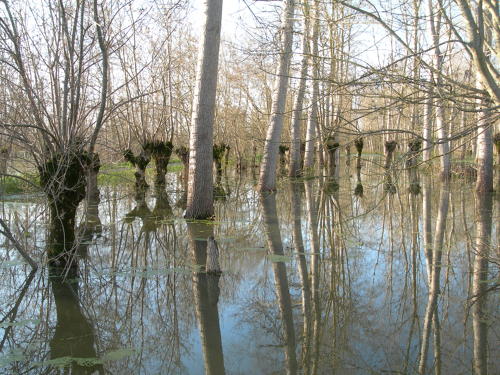 Le Vanneau-Irleau - Inondation hiver 2006 - Marais poitevin