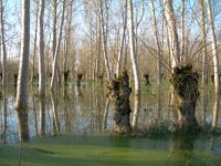5609 Le Vanneau-Irleau - Inondation hiver 2006 - Marais poitevin 