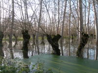 5610 Le Vanneau-Irleau - Inondation hiver 2006 - Marais poitevin 