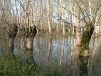 5611 Le Vanneau-Irleau - Inondation hiver 2006 - Marais poitevin 