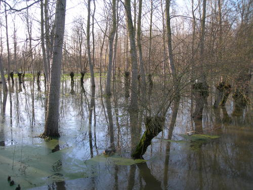 Le Vanneau-Irleau - Inondation hiver 2006 - Marais poitevin
