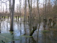 5612 Le Vanneau-Irleau - Inondation hiver 2006 - Marais poitevin 