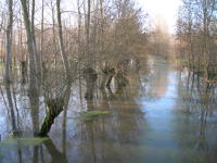 5613 Le Vanneau-Irleau - Inondation hiver 2006 - Marais poitevin 