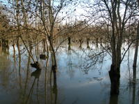 5615 Le Vanneau-Irleau - Inondation hiver 2006 - Marais poitevin 