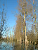 5618 Le Vanneau-Irleau - Inondation hiver 2006 - Marais poitevin 