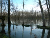 5619 Le Vanneau-Irleau - Inondation hiver 2006 - Marais poitevin 