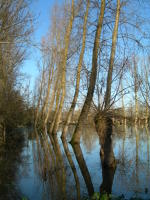 5620 Le Vanneau-Irleau - Inondation hiver 2006 - Marais poitevin 