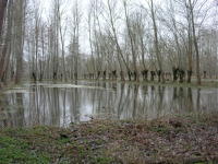 5628 Magné - Inondation hiver 2006 - Marais poitevin 