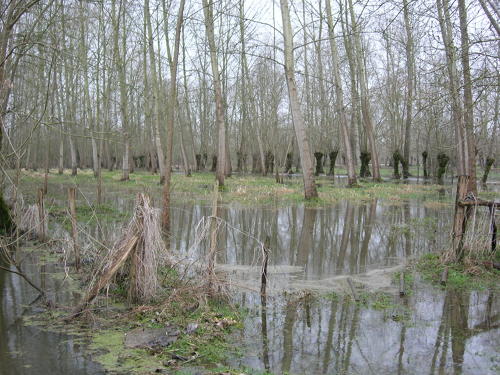 Magné - Inondation hiver 2006 - Marais poitevin
