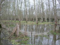 5629 Magné - Inondation hiver 2006 - Marais poitevin 