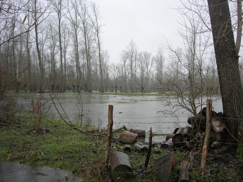 Magné - Inondation hiver 2006 - Marais poitevin