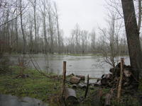 5630 Magné - Inondation hiver 2006 - Marais poitevin 