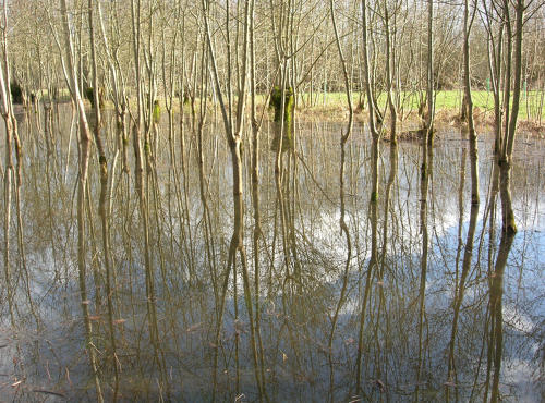 Saint-Hilaire-la-Palud - Inondation hiver 2006 - Marais poitevin