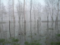 5637 Sansais - La Garette, inondation décembre 2006 - Marais poitevin 
